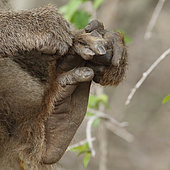 Chacma Baboon (Papio hamadryas ursinus), foot sole and big toe held by one hand, Kruger NP, South Africa