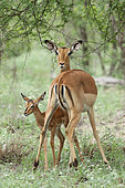 Female Impala (Aepyceros melampus) with her young of the year at the beginning of the rainy season, Kruger NP, South Africa