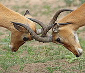 Impala (Aepyceros melampus) Fight between two males, Kruger NP, South Africa