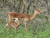 Female Impala (Aepyceros melampus) with her young of the year at the beginning of the rainy season, Kruger NP, South Africa