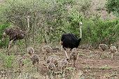 African ostrich (Struthio camelus) group composed of a female, a male and ostriches moving through the savannah in search of food at the beginning of the rainy season. Kruger NP, South Africa