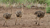 African ostrich (Struthio camelus) Three young ostriches on the savannah, Kruger NP, South Africa