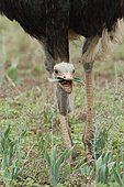 Male African Ostrich (Struthio camelus) feeding on fresh grass at the beginning of the rainy season. Kruger NP, South Africa