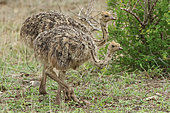 African ostrich (Struthio camelus) two young ostriches moving in the savannah, Kruger NP, South Africa