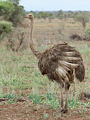 Female African Ostrich (Struthio camelus) ruffling her feathers. Kruger National Park, South Africa