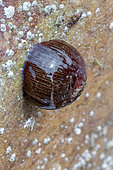 Atlantic sea tomato (Actinia equina) with retracted tentacles when exposed to air, Cotes-d'Armor, France