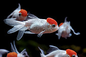 Goldfish (Carassius auratus) 'Red Cap Oranda' group in aquarium