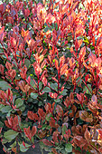 Photinia (Photinia x fraseri) 'Little Red Robin' in spring