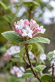 Bitchiu Viburnum (Viburnum bitchiuense) flowers