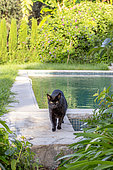 Black cat walking by a swimming pool