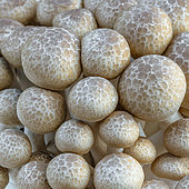 Beech mushroom (Hypsizygus tessulatus)