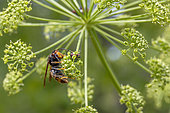 Asian hornet (Vespa velutina) feeding on English ivy (Hedera helix) flowers, next to a Red-and-black striped shieldbug (Graphosoma italicum), Vaucluse, France