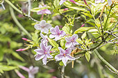 Pink Jasmine, Jasminum stephanense, Breeder : Thomas Javitt (FRA) 1921, flowers