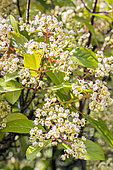 Viburnum 'Le Bois Marquis', flowers