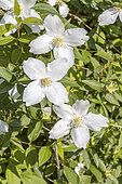 Hairy Mock Orange, Philadelphus incanus, flowers