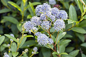Ceanothus delileanus 'Henri Desfossé', flowers