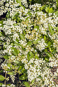 Privet, Ligustrum ibota, in bloom