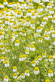 German chamomile, Matricaria chamomilla, flowers