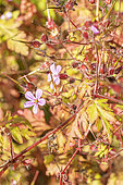 Herbe-à-Robert, Geranium robertianum, fleurs