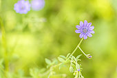 Long-stalked Crane's-bill, Geranium columbinum, flower