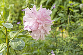 Herbaceous peony 'Elisabeth Peninger', Paeonia lactiflora 'Elisabeth Peninger', flower