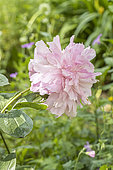 Herbaceous peony 'Elisabeth Peninger', Paeonia lactiflora 'Elisabeth Peninger', flower