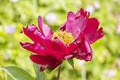 Peony 'Nihonji', Paeonia lactiflora 'Nihonji', Breeder : Millet (FRA) 1926, flower