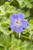 Géranium wallichianum 'Azure Rush', flower