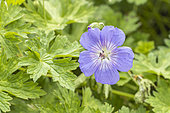 Géranium wallichianum 'Azure Rush', flower