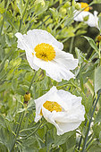Matilija Poppy, Romneya coulteri, flowers