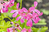 Ivyleaf geranium, Pelargonium peltatum, 'Desrumaux', flowers