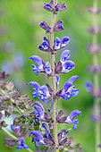 Salvia kopetdaghensis, flowers