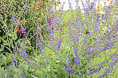 Salvia kopetdaghensis, in bloom