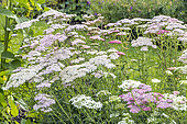 Milfoil 'Summer Berries', Achillea millefolium 'Summer Berries', flowers