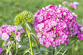 Sweet William 'Amazon Rose Magic', Dianthus barbatus x caryophyllus 'Amazon Rose Magic', flowers