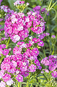 Sweet William 'Amazon Rose Magic', Dianthus barbatus x caryophyllus 'Amazon Rose Magic', flowers