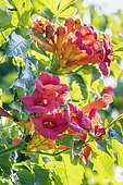 Trumpet creeper 'Madame Galen', Campsis radicans x grandiflora 'Madame Galen', flowers