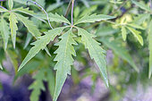 Cannabis-shaped leaves of Vitex negundo var. cannabifolia