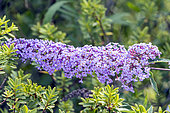 Butterfly bush 'Nanho Blue', Buddleia davidii 'Nanho Blue', flowers