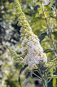 Butterfly bush 'Buzz Ivory', Buddleia davidii 'Buzz Ivory', flowers