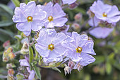 Dwarf pink rockrose, Cistus skanbergii, flowers