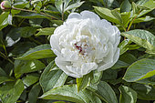 Herbaceous peony, Paeonia lactiflora 'Couronne d'Or', flower