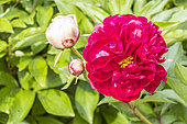 Herbaceous peony, Paeonia lactiflora 'Chippewa', flower