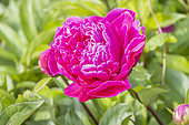 Herbaceous peony, Paeonia lactiflora 'Oklahoma', flower
