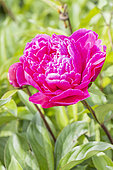Herbaceous peony, Paeonia lactiflora 'Oklahoma', flower