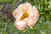 Herbaceous peony, Paeonia lactiflora 'Coral Charm', flower