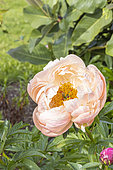 Herbaceous peony, Paeonia lactiflora 'Coral Charm', flower