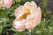 Herbaceous peony, Paeonia lactiflora 'Coral Charm', flower