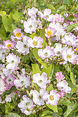 Rosa 'Ballerina' Breeder: Bentall 1937, flowers