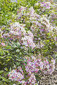 Rosa 'Ballerina' Breeder: Bentall 1937, in bloom